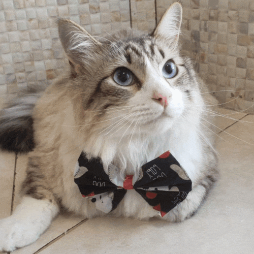 Banho em Gatos em Santo André