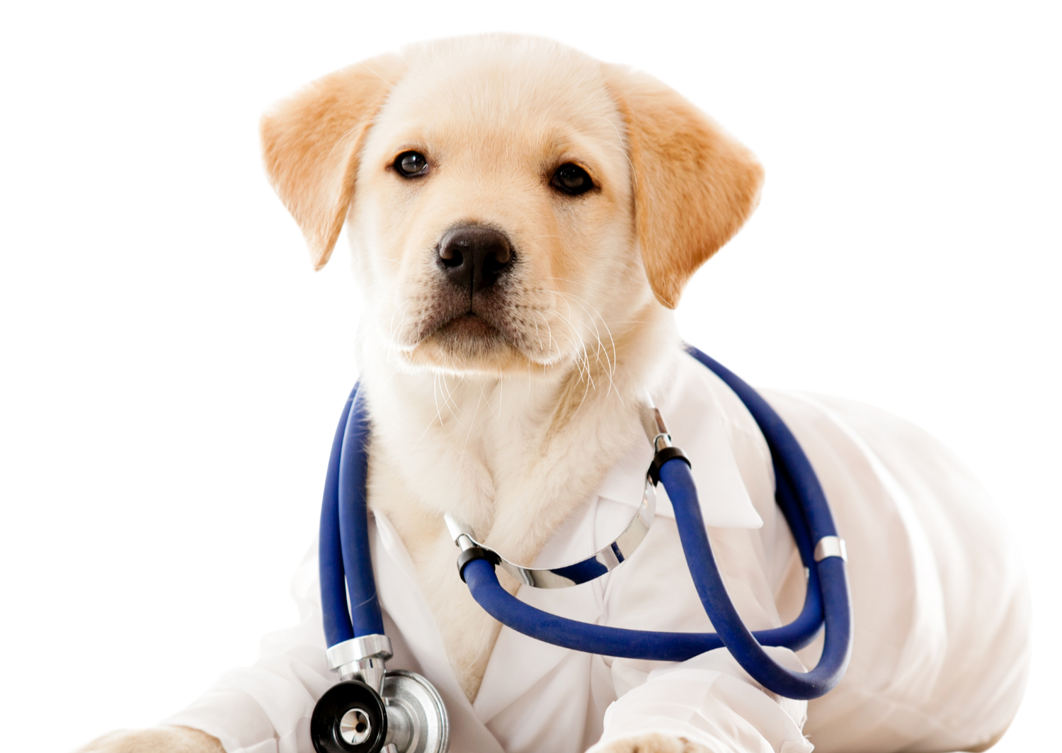 Veterinário em Santo André