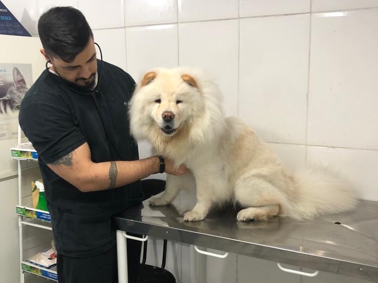 Veterinário no Jardim Santo André